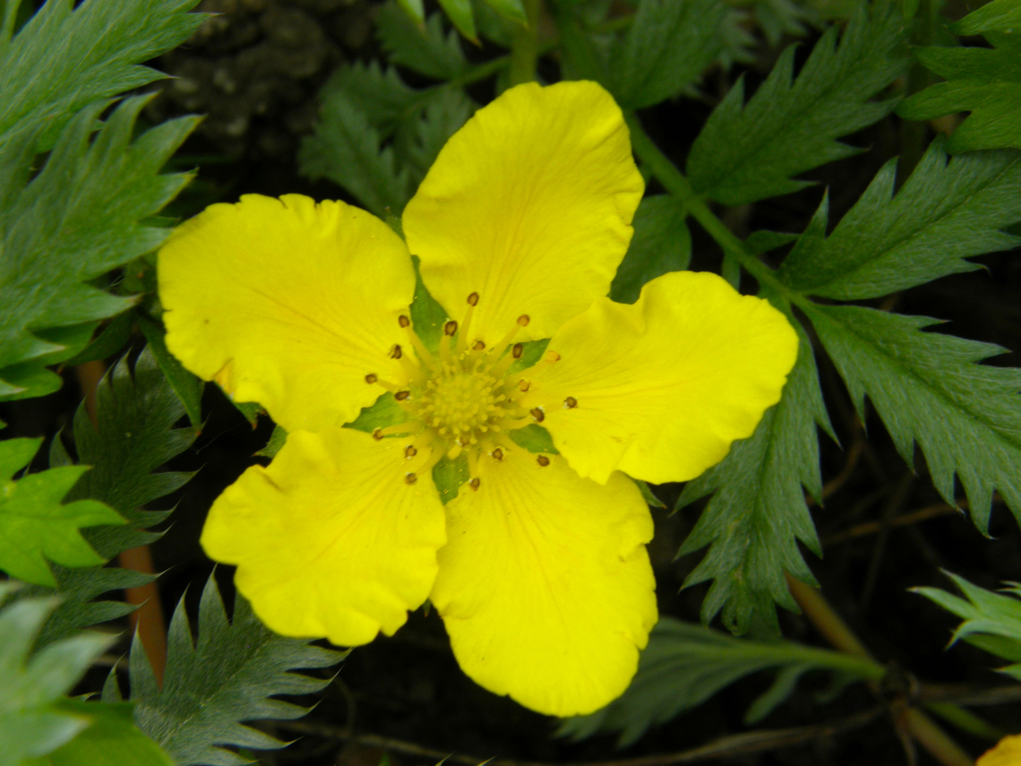 Silverweed cinquefoil - Argentina/Potentilla anserina Plantentuin, Meise.  Argentina anserina,Belgium,Geotagged,Silverweed cinquefoil,Spring