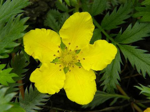 Silverweed cinquefoil - Argentina/Potentilla anserina Plantentuin, Meise.  Argentina anserina,Belgium,Geotagged,Silverweed cinquefoil,Spring