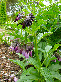 Common comfrey - Symphytum officinale Plantentuin, Meise.  Belgium,Common comfrey,Geotagged,Spring,Symphytum officinale