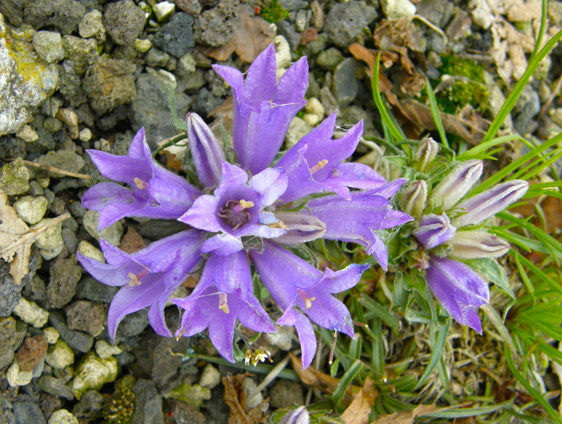 Blue Grassy Bells- Edraianthus graminifolius Plantentuin, Meise.  Belgium,Blue Grassy Bells,Edraianthus graminifolius,Geotagged,Spring