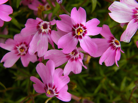 Moss Phlox - Phlox subulata Plantentuin, Meise.   Belgium,Geotagged,Moss Phlox,Phlox subulata,Spring
