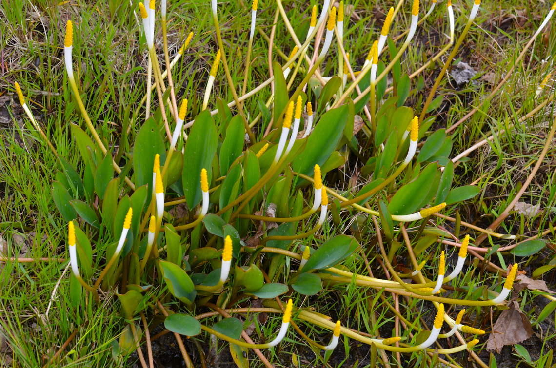 Golden-club - Orontium aquaticum Plantentuin, Meise.  Belgium,Geotagged,Golden-club,Orontium aquaticum,Spring