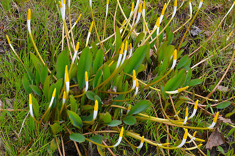 Golden-club - Orontium aquaticum Plantentuin, Meise.  Belgium,Geotagged,Golden-club,Orontium aquaticum,Spring