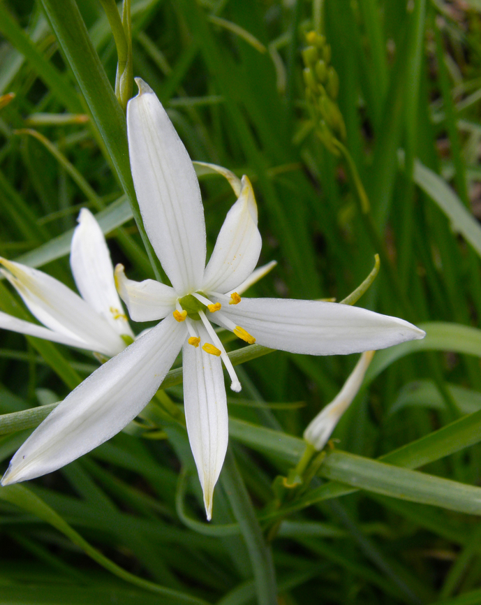 St Bernard's lily - Anthericum liliago Plantentuin, Meise.  Anthericum liliago,Belgium,Geotagged,Spring,St Bernards lily