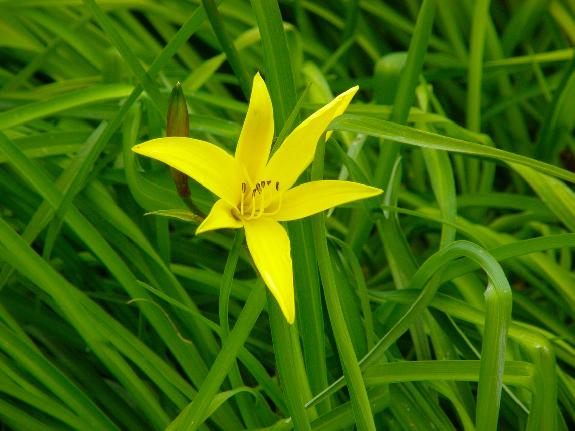 Dwarf daylily - Hemerocallis minor Plantentuin, Meise.  Belgium,Geotagged,Hemerocallis minor,Spring