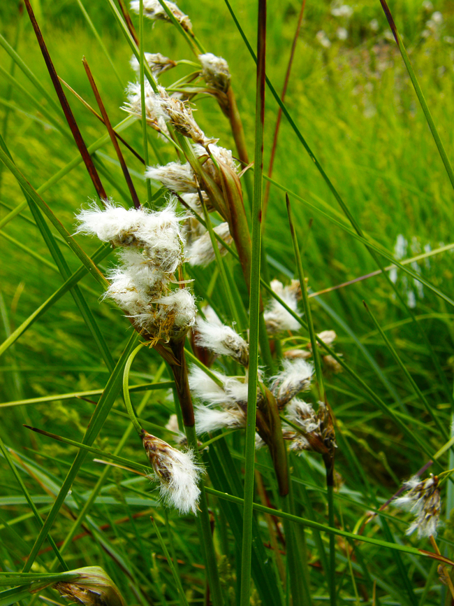Common cottongrass - Eriophorum_polystachion Plantentuin, Meise.         Belgium,Eriophorum angustifolium,Geotagged,Spring
