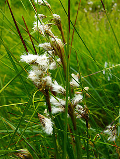 Common cottongrass - Eriophorum_polystachion Plantentuin, Meise.         Belgium,Eriophorum angustifolium,Geotagged,Spring