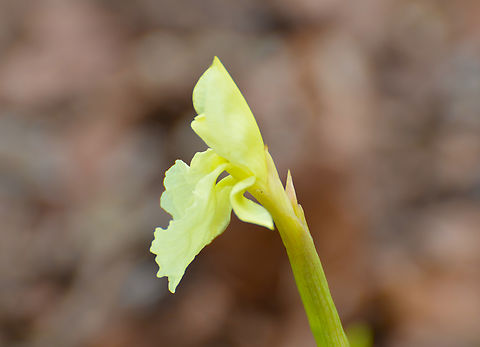 Roscoea cautleyoides Plantentuin, Meise.  Belgium,Geotagged,Roscoea cautleyoides,Spring