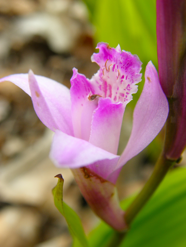 Chinese ground orchid - Bletilla striata Plantentuin, Meise.  Belgium,Bletilla striata,Geotagged,Spring
