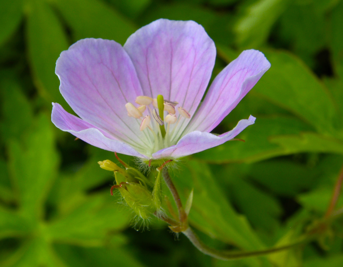 Wild Geranium - Geranium maculatum Plantentuin, Meise.      Belgium,Geotagged,Geranium maculatum,Spring,Wild Geranium