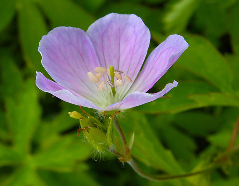 Wild Geranium - Geranium maculatum Plantentuin, Meise.      Belgium,Geotagged,Geranium maculatum,Spring,Wild Geranium