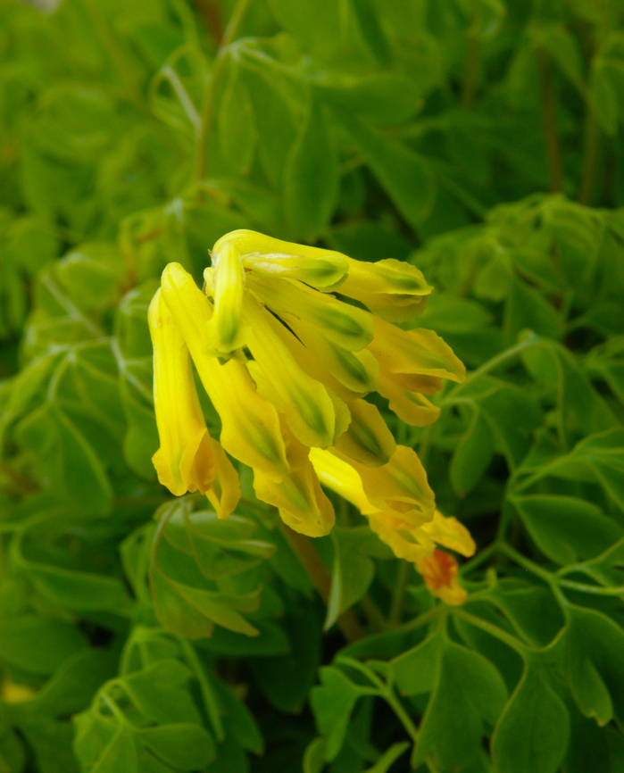 Yellow corydalis - Pseudofumaria lutea Plantentuin, Meise.  Belgium,Geotagged,Pseudofumaria lutea,Spring,Yellow corydalis