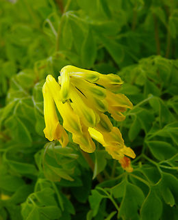 Yellow corydalis - Pseudofumaria lutea Plantentuin, Meise.  Belgium,Geotagged,Pseudofumaria lutea,Spring,Yellow corydalis
