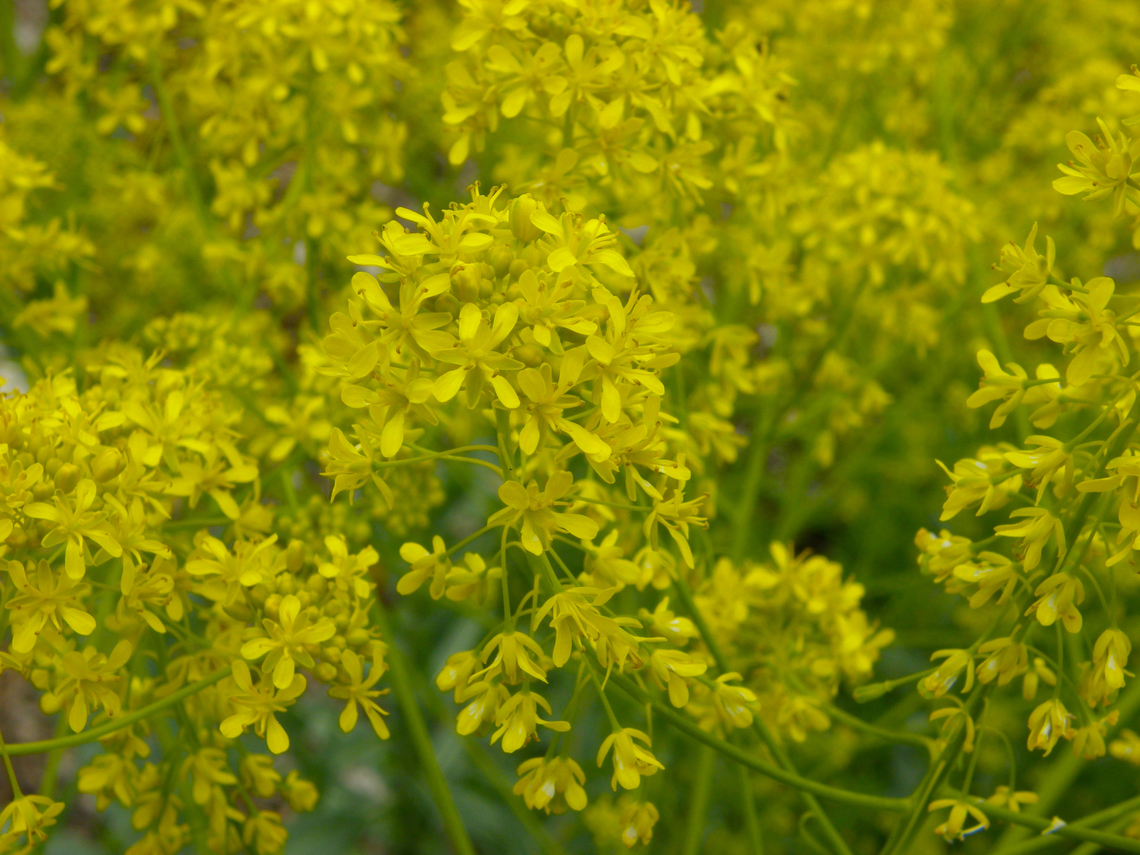 Woad - Isatis tinctoria Plantentuin, Meise.  Belgium,Geotagged,Isatis tinctoria,Spring