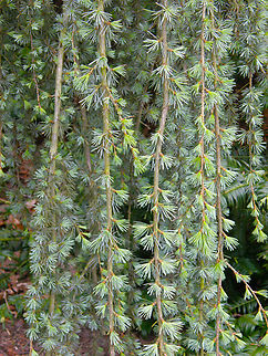 Atlas Cedar - Cedrus atlantica Plantentuin, Meise.  Atlas Cedar,Belgium,Cedrus atlantica,Geotagged,Spring