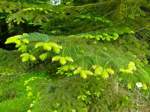 Nordmann fir - Abies nordmanniana Plantentuin, Meise.  Abies nordmanniana,Belgium,Geotagged,Spring