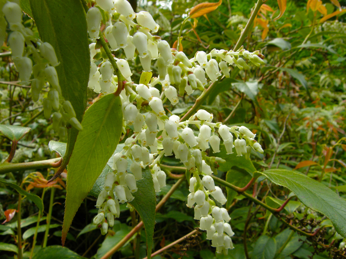 Highland doghobble - Leucothoe fontanesiana Plantentuin, Meise.  Belgium,Geotagged,Highland doghobble,Leucothoe fontanesiana,Spring