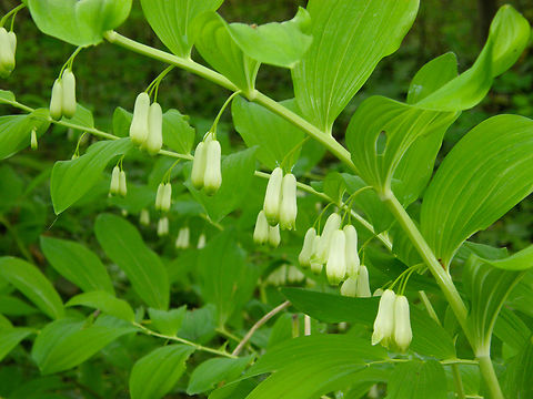 Solomon's seal -Polygonatum multiflorum Plantentuin, Meise.  Belgium,Geotagged,Polygonatum multiflorum,Solomon's seal,Spring
