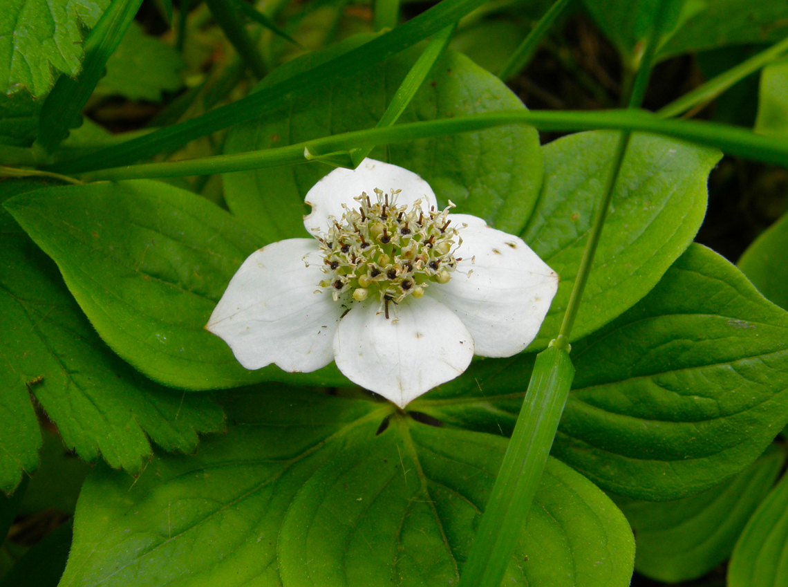 Canadian Bunchberry - Cornus canadensis Plantentuin, Meise.  Belgium,Canadian Bunchberry,Cornus canadensis,Geotagged,Spring