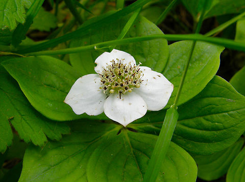 Canadian Bunchberry - Cornus canadensis Plantentuin, Meise.  Belgium,Canadian Bunchberry,Cornus canadensis,Geotagged,Spring