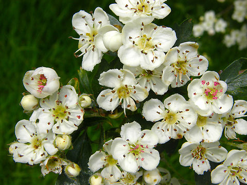 Crataegus meyeri Plantentuin, Meise.  Belgium,Crataegus meyeri,Geotagged,Spring