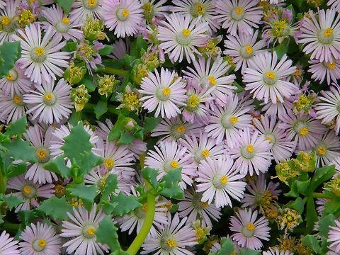 Deltoid-leaved dewplant - Oscularia deltoides Plantentuin, Meise.  Belgium,Geotagged,Oscularia deltoides,Spring