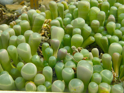 Fenestraria - Fenestraria rhopalophylla Plantentuin, Meise.  Belgium,Fenestraria,Fenestraria rhopalophylla,Geotagged,Spring