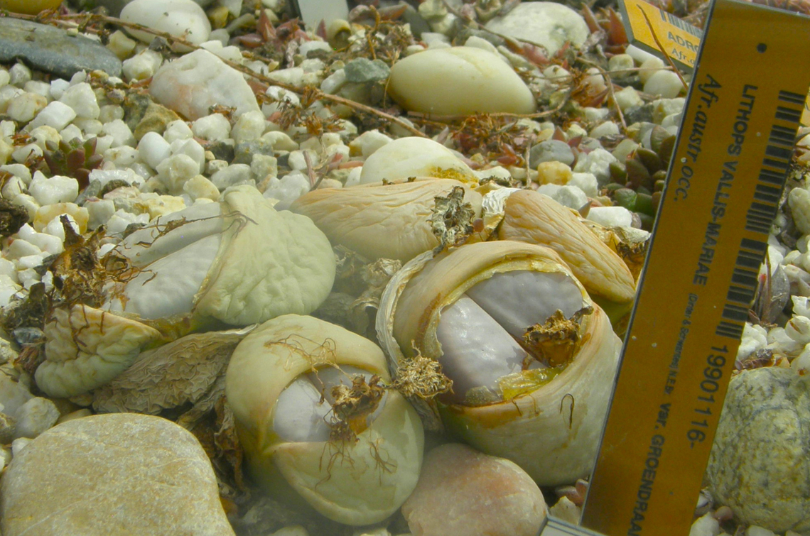 Lithops vallis-mariae Plantentuin, Meise.  Belgium,Geotagged,Lithops vallis-mariae,Spring