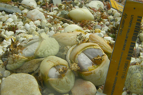 Lithops vallis-mariae Plantentuin, Meise.  Belgium,Geotagged,Lithops vallis-mariae,Spring