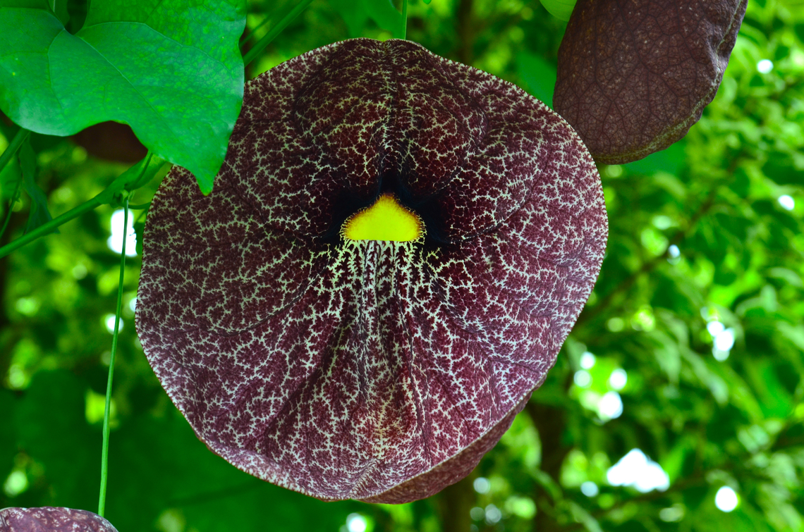 Brazilian Dutchman's pipe - Aristolochia gigantea Plantentuin, Meise.  Aristolochia gigantea,Belgium,Geotagged,Spring