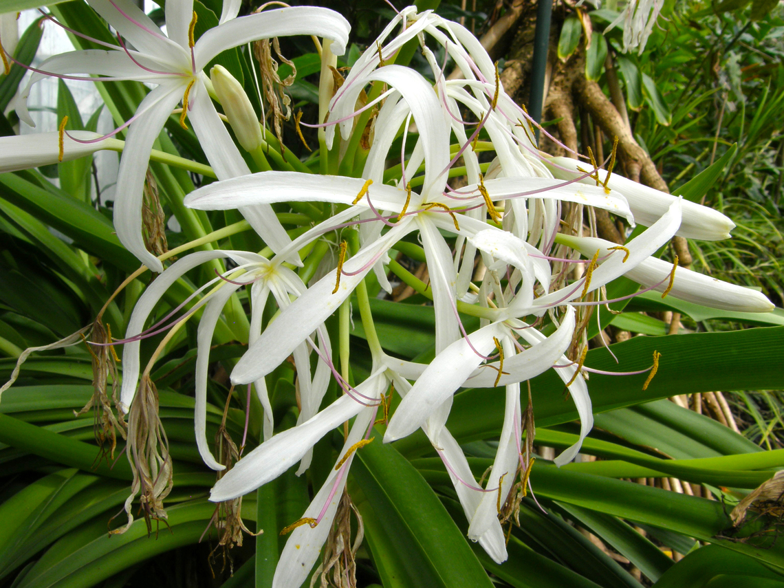 Poison Bulb - Crinum asiaticum Plantentuin, Meise.  Belgium,Crinum asiaticum,Geotagged,Poison Bulb,Spring