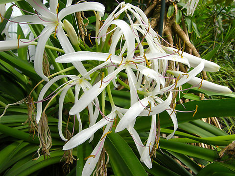 Poison Bulb - Crinum asiaticum Plantentuin, Meise.  Belgium,Crinum asiaticum,Geotagged,Poison Bulb,Spring
