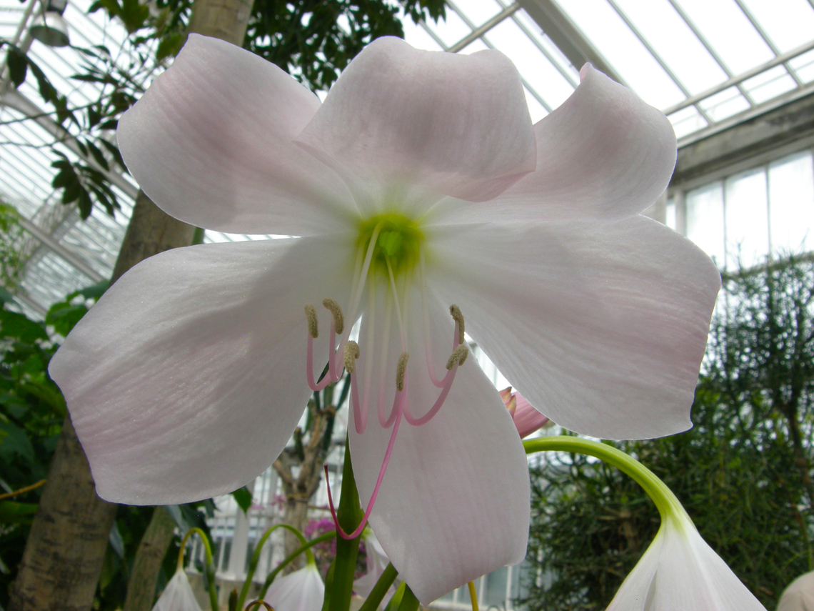 Crinum moorei Plantentuin, Meise.  Belgium,Crinum moorei,Geotagged,Spring