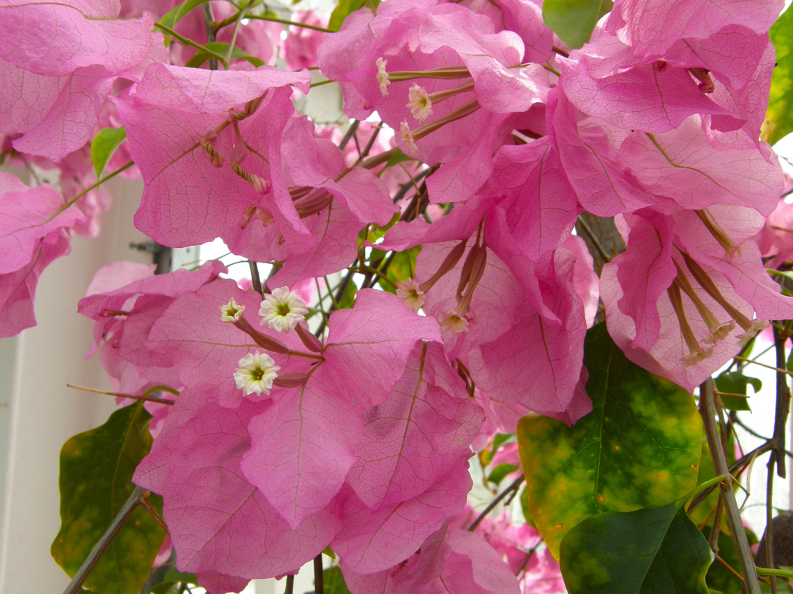 Bougainvillea x buttiana,  Killie Campbell Plantentuin, Meise.  Belgium,Bougainvillea × buttiana,Geotagged,Spring