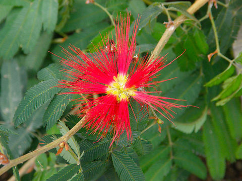 Calliandra tweediei Plantentuin, Meise.  Belgium,Calliandra tweediei,Geotagged,Spring
