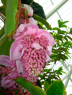 Philippine Orchid - Medinilla magnifica Plantentuin, Meise.  Belgium,Geotagged,Medinilla magnifica,Philippine Orchid,Spring