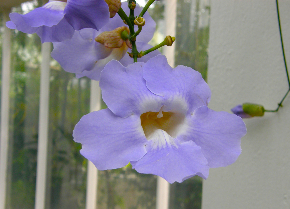 Laurel clock vine - Thunbergia laurifolia Plantentuin, Meise.  Belgium,Geotagged,Laurel clock vine,Spring,Thunbergia laurifolia
