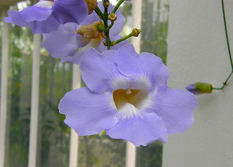 Laurel clock vine - Thunbergia laurifolia Plantentuin, Meise.  Belgium,Geotagged,Laurel clock vine,Spring,Thunbergia laurifolia