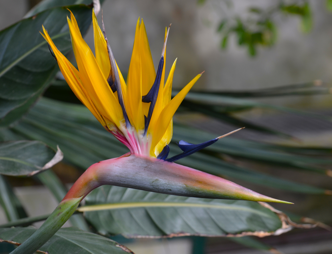 Bird of Paradise flower - Strelitzia reginae Plantentuin, Meise.  Belgium,Bird of Paradise flower,Geotagged,Spring,Strelitzia reginae