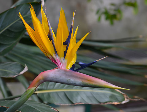 Bird of Paradise flower - Strelitzia reginae Plantentuin, Meise.  Belgium,Bird of Paradise flower,Geotagged,Spring,Strelitzia reginae