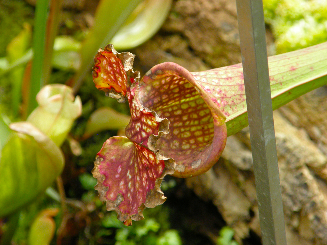 Purple pitcher plant - Sarracenia purpurea Plantentuin, Meise.  Belgium,Geotagged,Purple pitcher plant,Sarracenia purpurea,Spring