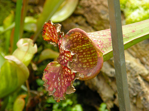 Purple pitcher plant - Sarracenia purpurea Plantentuin, Meise.  Belgium,Geotagged,Purple pitcher plant,Sarracenia purpurea,Spring