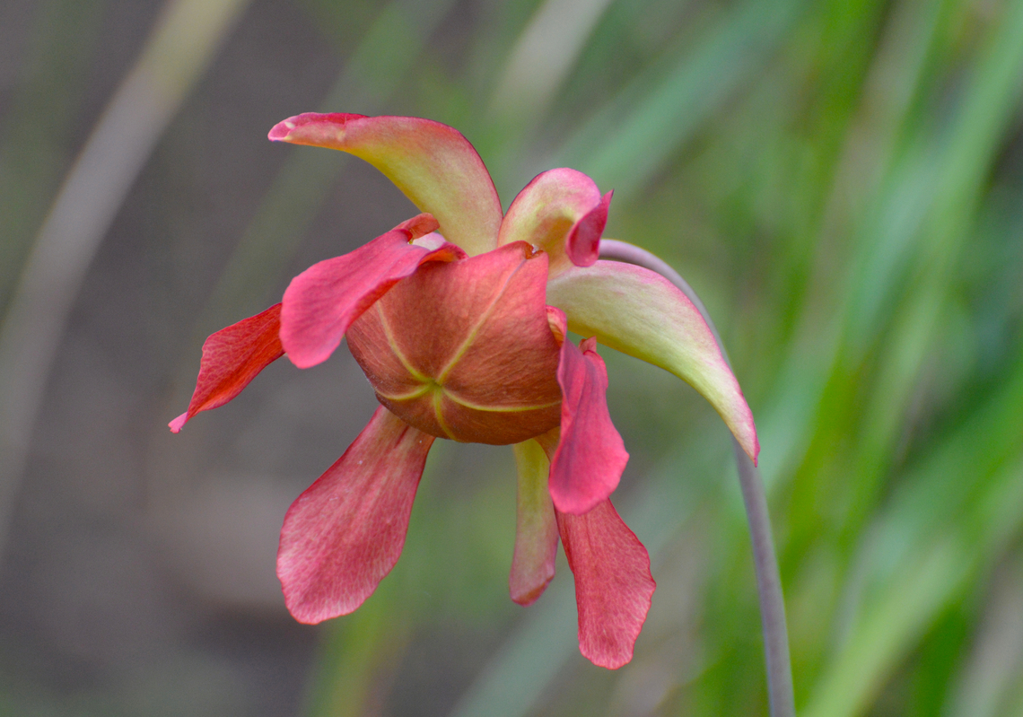 White pitcher plant - Sarracenia leucophylla Plantentuin, Meise.  Belgium,Geotagged,Sarracenia leucophylla,Spring,White pitcher plant