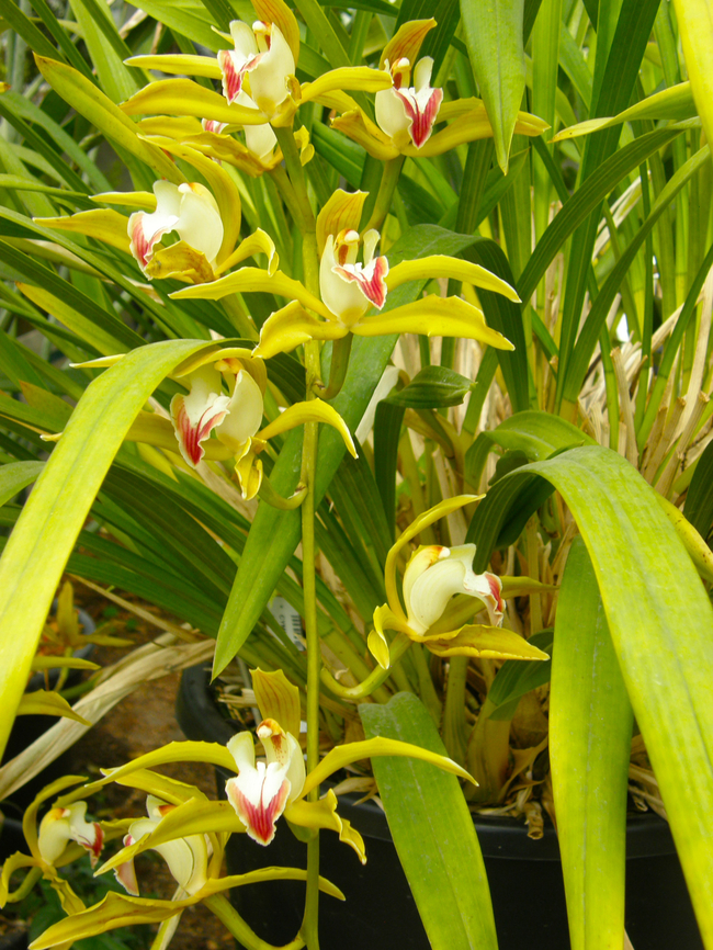 Low's boat orchid - Cymbidium lowianum Plantentuin, Meise.  Belgium,Cymbidium lowianum,Geotagged,Spring