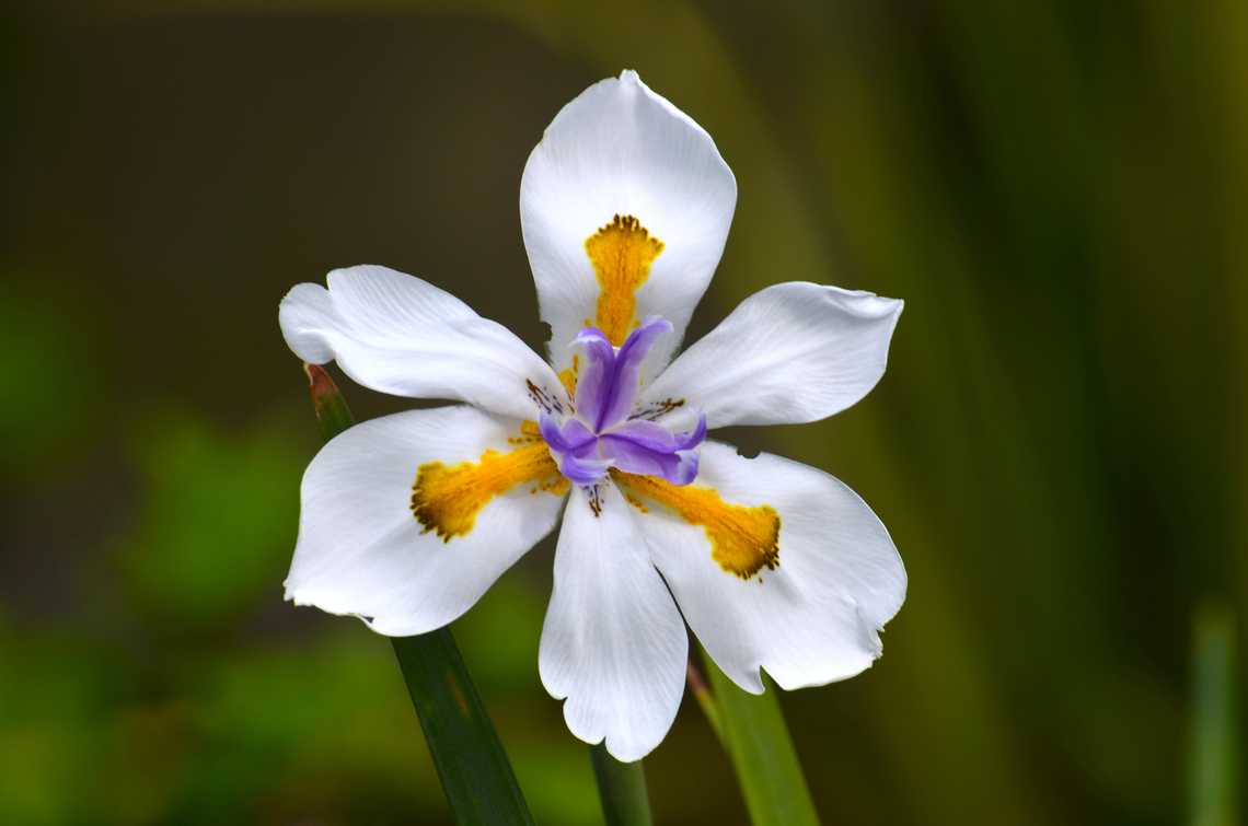 Dietes grandiflora Plantentuin, Meise.  Belgium,Dietes grandiflora,Geotagged,Spring