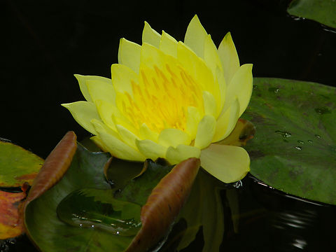 Pygmy Water-Lily - Nymphaea pygmaea 'Aiton Helvola' Plantentuin, Meise.  Belgium,Geotagged,Nymphaea pygmaea,Pygmy Water-Lily,Spring