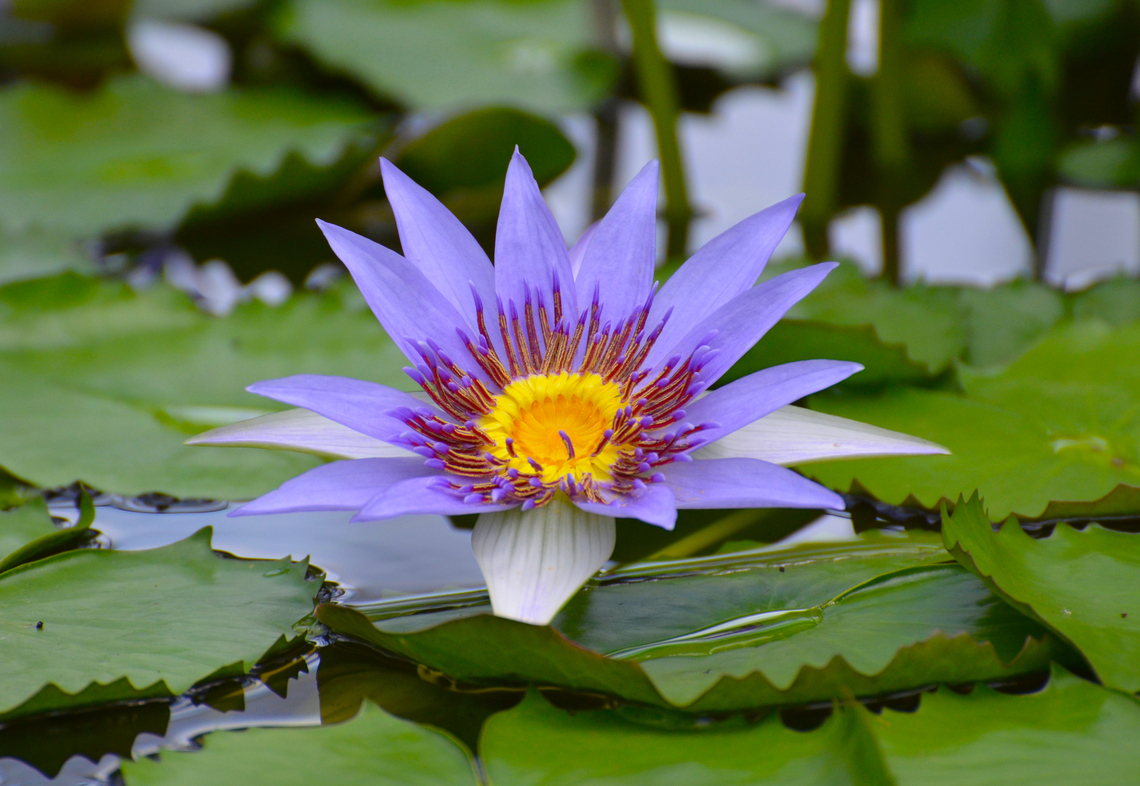 Day Waterlily - Nymphaea nouchali Plantentuin, Meise.  Belgium,Day Waterlily,Geotagged,Nymphaea nouchali,Spring