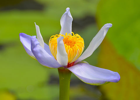 Nymphaea gigantea australiana Plantentuin, Meise.  Belgium,Geotagged,Nymphaea gigantea,Spring