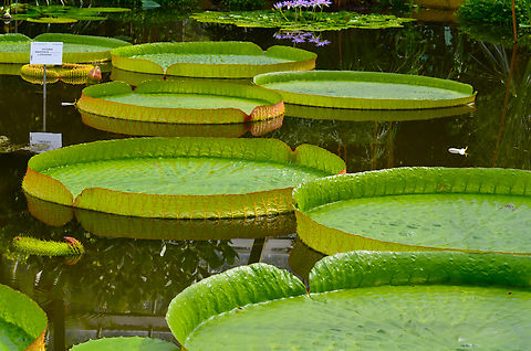 Victoria amazonica x cruziana Plantentuin, Meise. 
So big they can hold babies:
https://www.nieuwsblad.be/cnt/bljhe_04517605
https://www.hln.be/default/uw-baby-op-waterlelieblad-in-plantentuin-meise~a68817c4/
The V. cruziana can also hold babies in the same place, for pictures. V.amazonica has reddish borders and V. cruziana greener ones.
 Belgium,Geotagged,Queen Victorias water lily,Spring,Victoria amazonica
