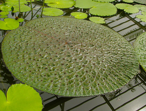 Gorgon Plant - Euryale ferox Plantentuin, Meise.           Belgium,Euryale ferox,Geotagged,Gorgon Plant,Spring